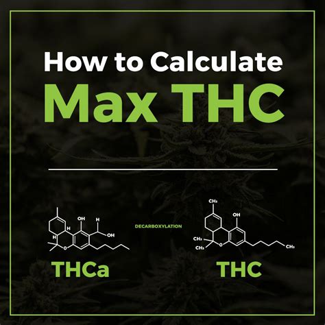 Filter the mixture by slowly pouring over the strainer. . Thca to thc calculator